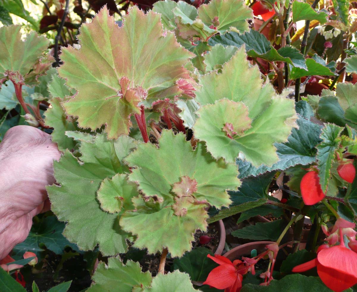 B. ‘Sierra Green Butterfly’